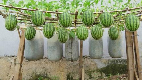 东北网红大瓜都有谁吃,揭秘那些被“瓜分”的明星与网红  第3张