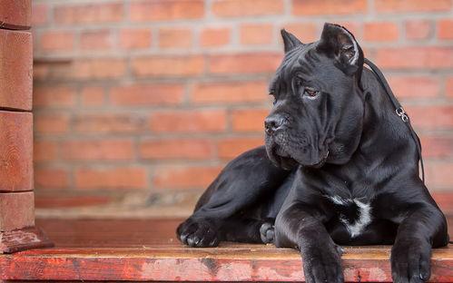 暴怒带土最新爆料大聪明,最新爆料揭示大聪明背后的真相